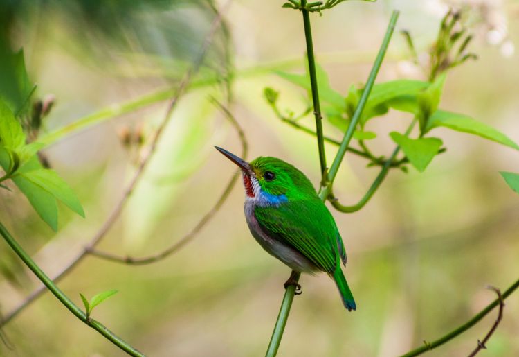 Endless Caribbean - Where to Find Nature and Birding Tours in Cuba