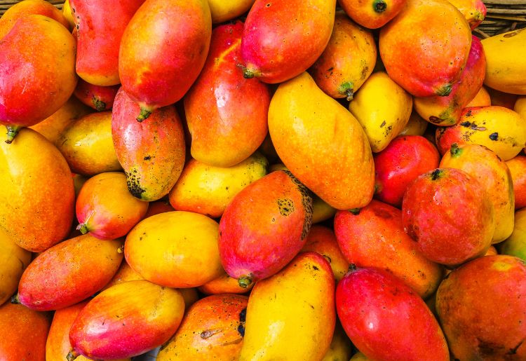 Endless Caribbean - Volunteering at the FAO