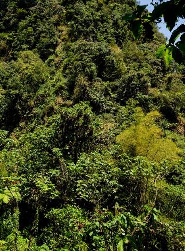 Endless Caribbean - Dominica is One of the World's Greatest Places