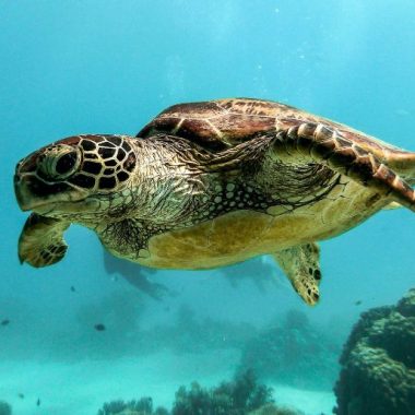 Endless Caribbean - Saba Scuba Diving