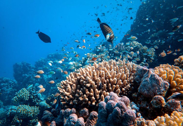 Endless Caribbean - Scuba Diving in Anguilla