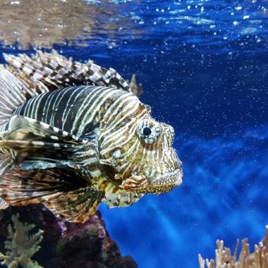 Endless Caribbean - Dive Sites in St. Maarten and St. Martin