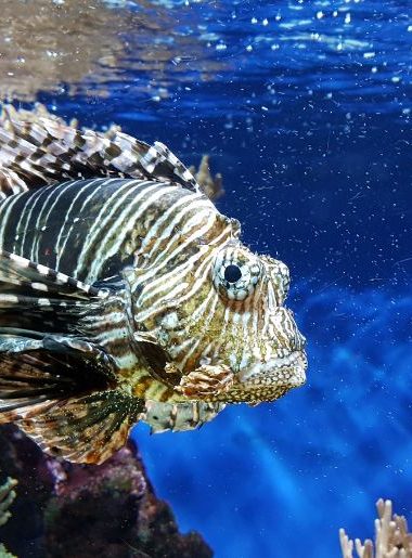 Endless Caribbean - Dive Sites in St. Maarten and St. Martin
