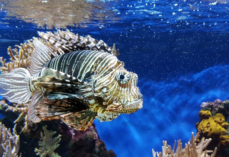 Endless Caribbean - Dive Sites in St. Maarten and St. Martin