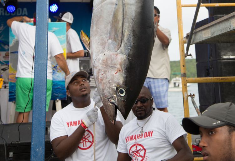 Endless Caribbean - Antigua and Barbuda Fishing Charters and Tours