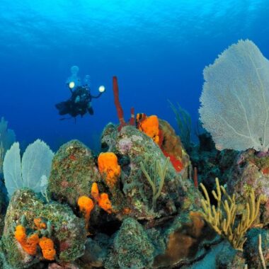 Endless Caribbean - Diving in the Caribbean