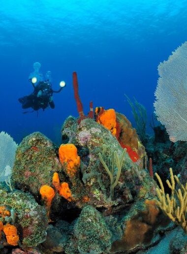 Endless Caribbean - Diving in the Caribbean