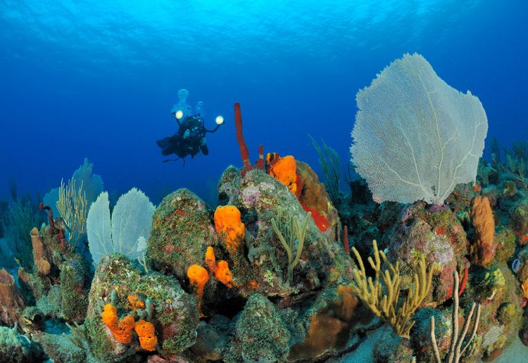 Endless Caribbean - Diving in the Caribbean