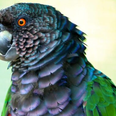 Endless Caribbean - Guide to Bird Watching in the Caribbean