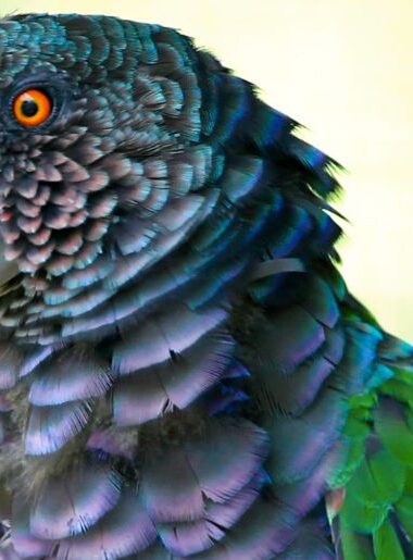 Endless Caribbean - Guide to Bird Watching in the Caribbean