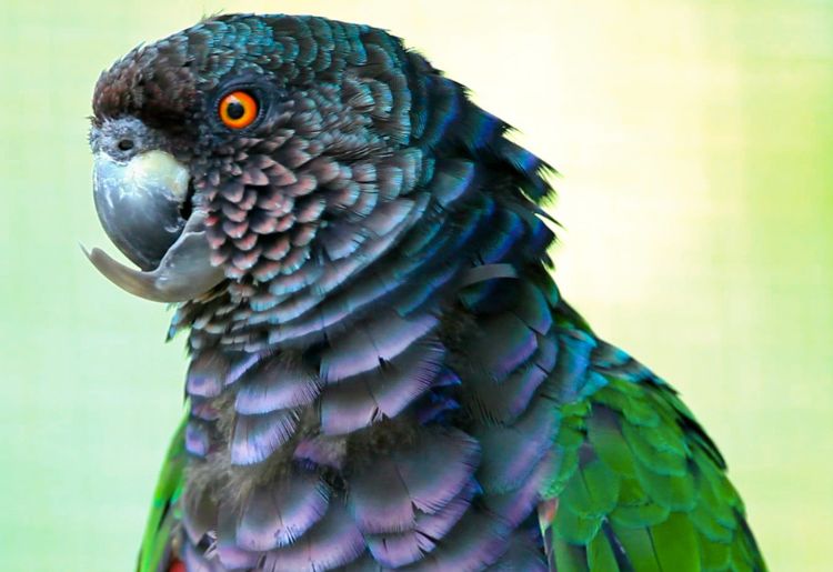 Endless Caribbean - Guide to Bird Watching in the Caribbean