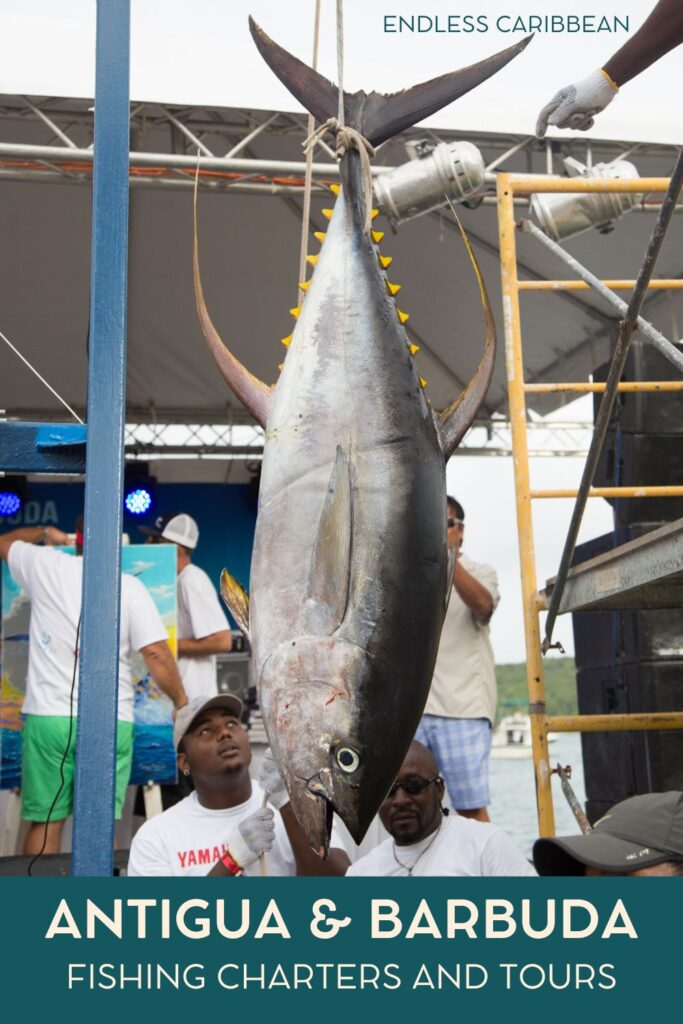 Endless Caribbean - Pinterest - Antigua and Barbuda Fishing Charters and Tours 2