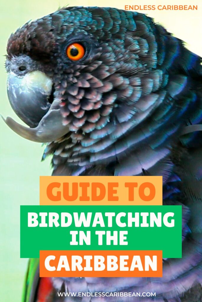 Endless Caribbean - Pinterest - Guide to Bird Watching in the Caribbean
